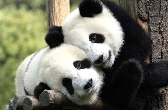 Adorable Panda Companions wallpapers hd quality