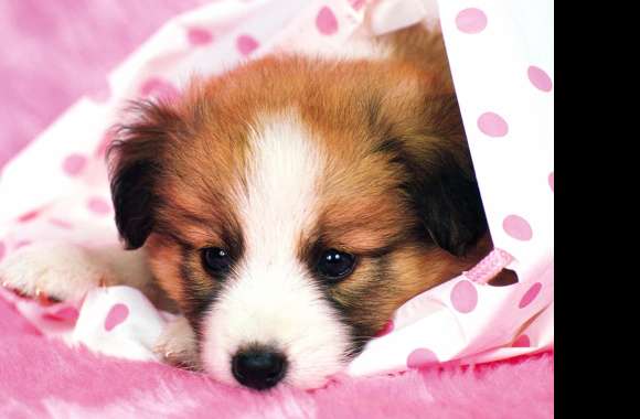 Adorable Papillon Puppy