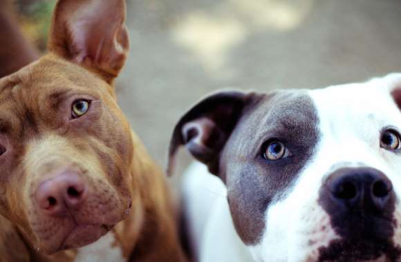 Adorable Pit Bull Duo wallpapers hd quality