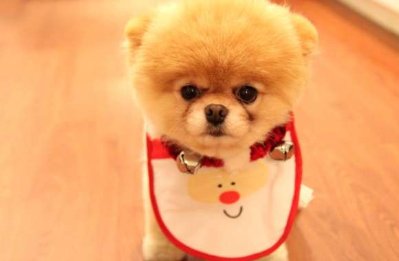 Adorable Pomeranian