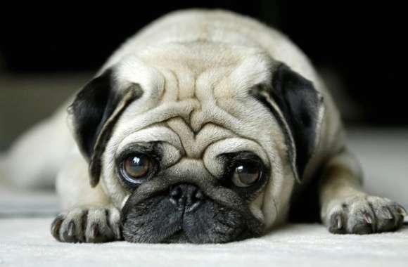 Adorable Pug wallpapers hd quality