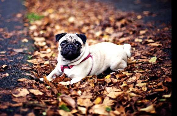 Adorable Pug in Autumn Leaves -