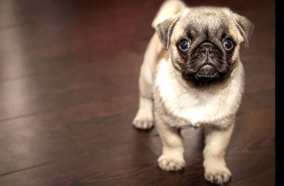 Adorable Pug Puppy