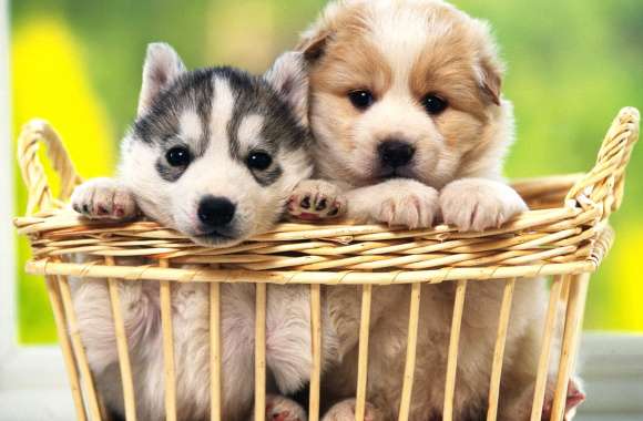 Adorable Puppies wallpapers hd quality