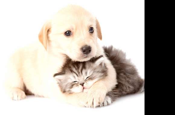 Adorable Puppy and Kitten