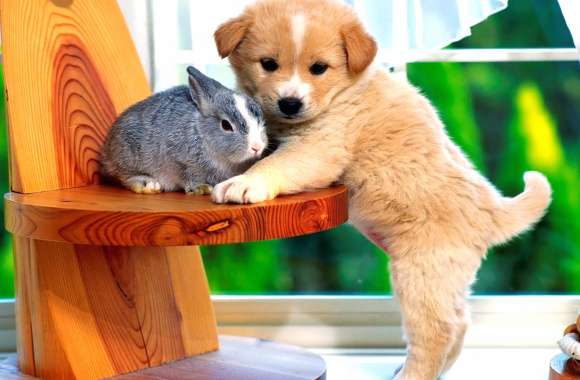 Adorable Puppy and Rabbit wallpapers hd quality