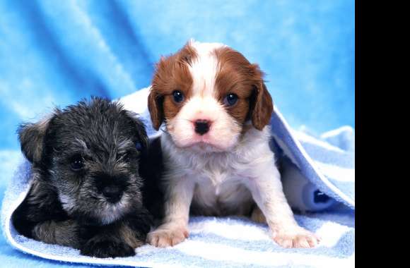 Adorable Puppy Duo wallpapers hd quality