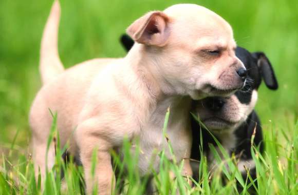 Adorable Puppy Duo - of Ba