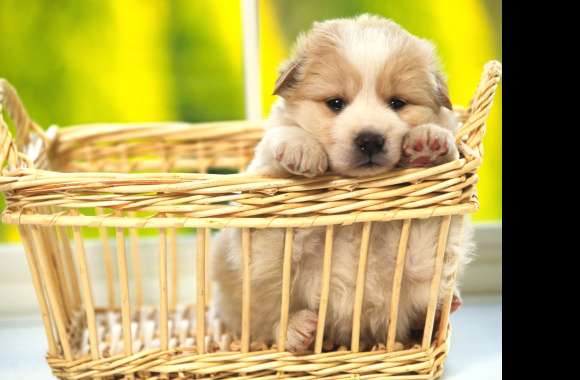 Adorable Puppy in Basket