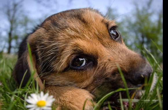 Adorable Puppy in Grass -