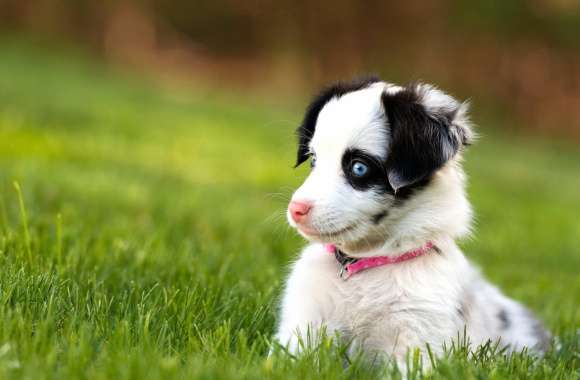 Adorable Puppy in the Grass