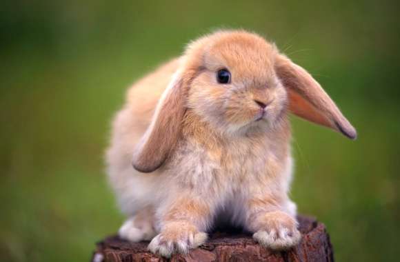 Adorable Rabbit