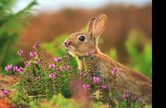 Adorable Rabbit in Meadow -