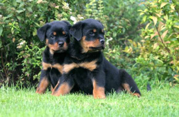 Adorable Rottweiler Puppies - wallpapers hd quality