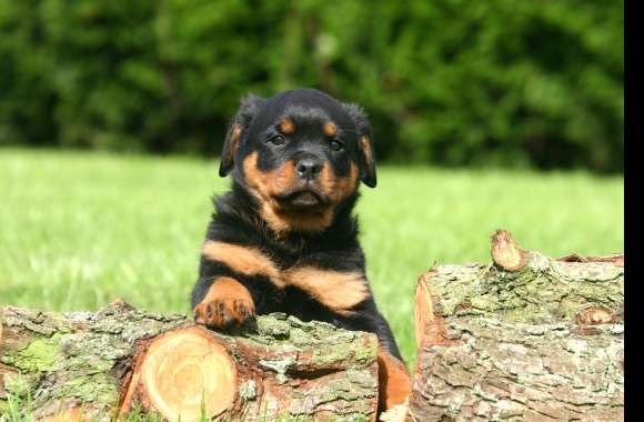 Adorable Rottweiler Puppy wallpapers hd quality