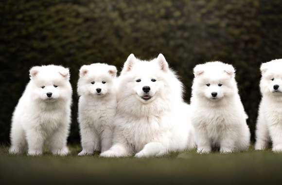 Adorable Samoyed Puppies