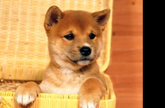 Adorable Shiba Inu Puppy -