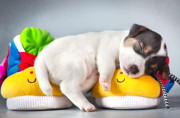 Adorable Sleeping Jack Russell Terrier Puppy