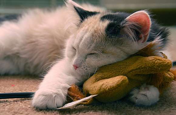 Adorable Sleeping Kitten