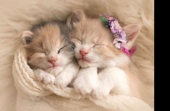 Adorable Sleeping Kittens - wallpapers hd quality