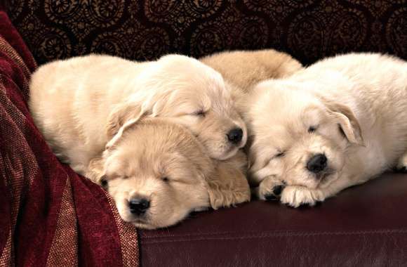 Adorable Sleeping Labrador Retriever Puppies