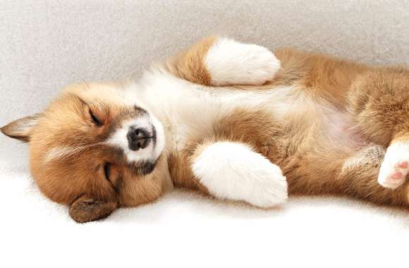 Adorable Sleeping Puppy -