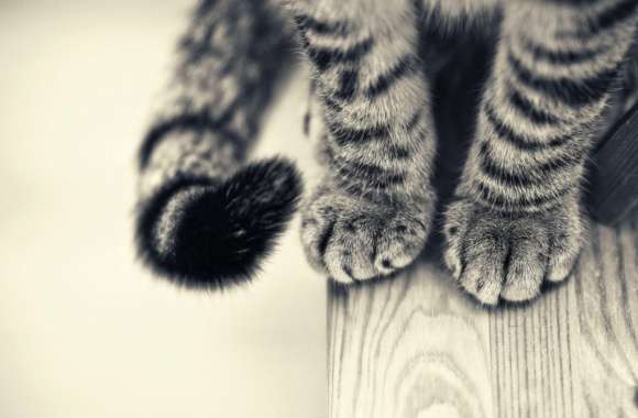 Adorable Tabby Cat Paws -