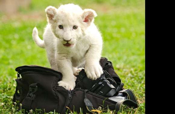 Adorable White Lion Cub wallpapers hd quality