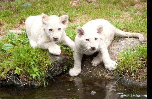 Adorable White Lion Cubs