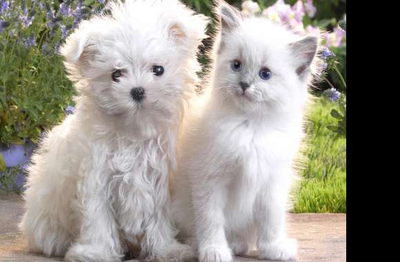 Adorable White Puppy and Kitten -