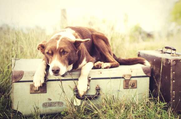 Adventurous Dog on Vintage Suitcase -