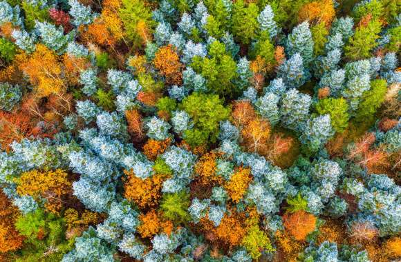 Aerial Fall Nature Forest