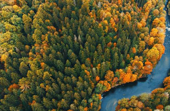 Aerial Nature Forest