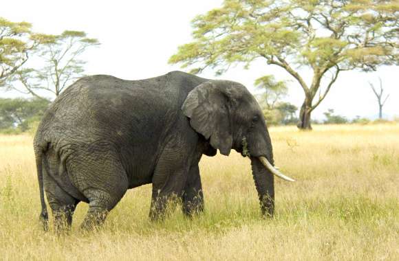 African Bush Elephant in