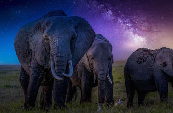 African Bush Elephants at Night