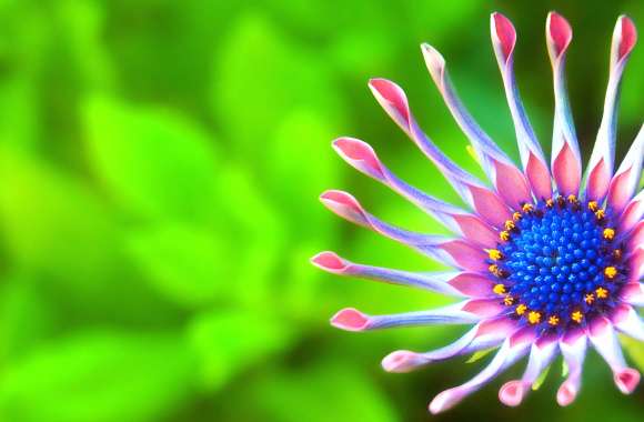 African Daisy Delight -