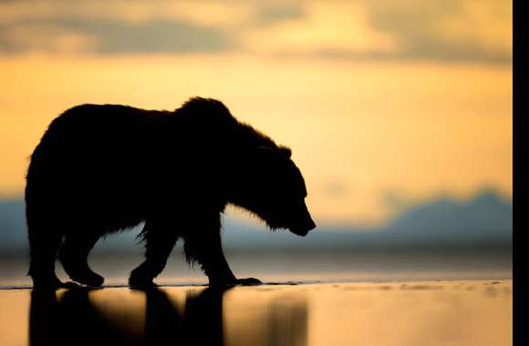 Alaska Bear Silhouette at Sunset - wallpapers hd quality