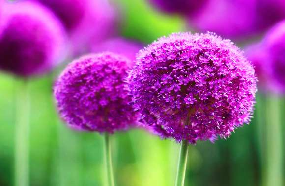 Allium Blossom HD Nature Wallpaper