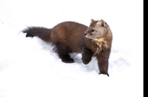 American Marten Animal Marten wallpapers hd quality