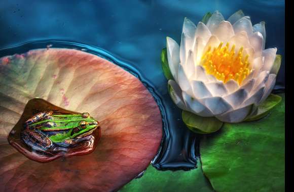 Amphibian White Flower Lotus Flower Animal Frog