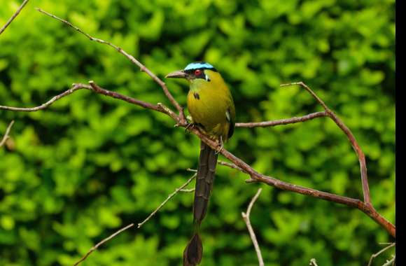 Andean Motmot Animal Motmot