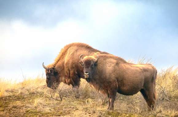 Animal American Bison wallpapers hd quality