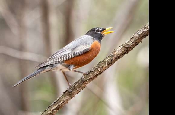 Animal American Robin