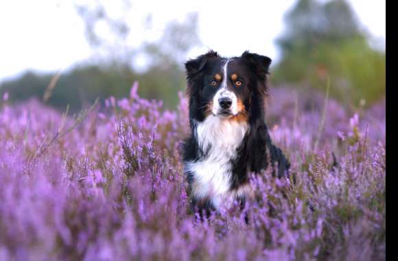 Animal Australian Shepherd wallpapers hd quality
