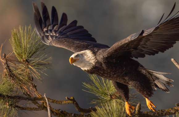 Animal Bald Eagle