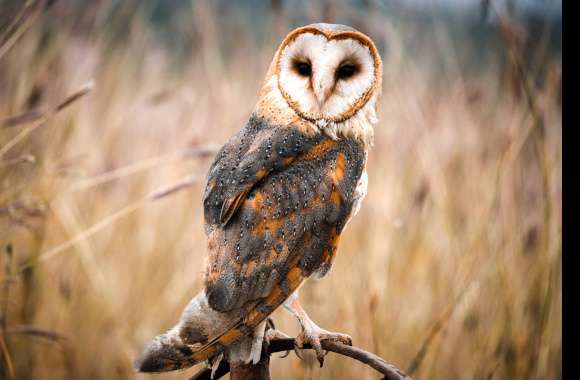 Animal Barn Owl wallpapers hd quality