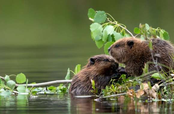 Animal Beaver