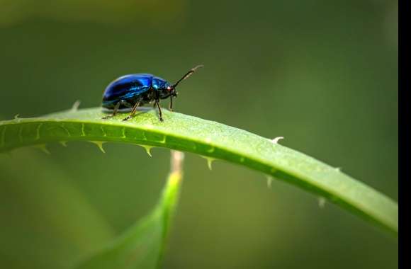 Animal Beetle wallpapers hd quality