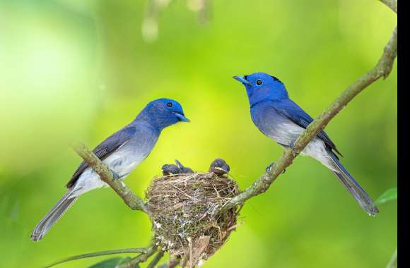 Animal Black-Naped Monarch