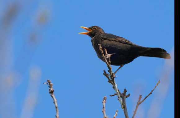 Animal Blackbird